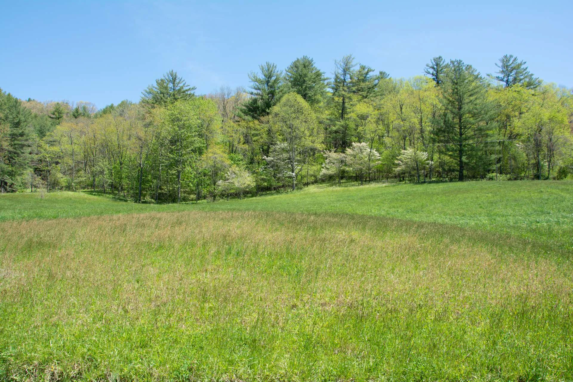 Image number 4 for the current listing