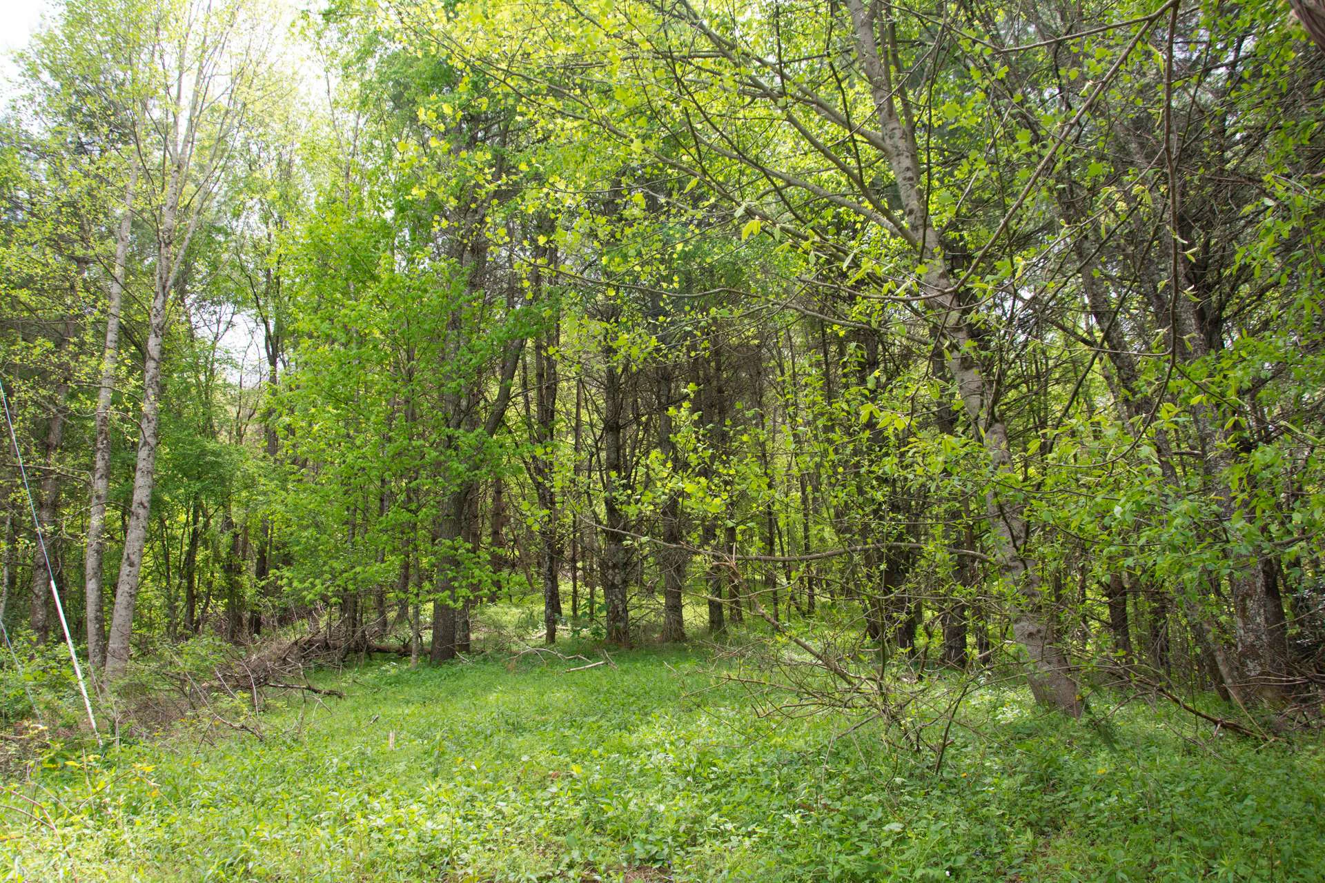 Image number 4 for the current listing