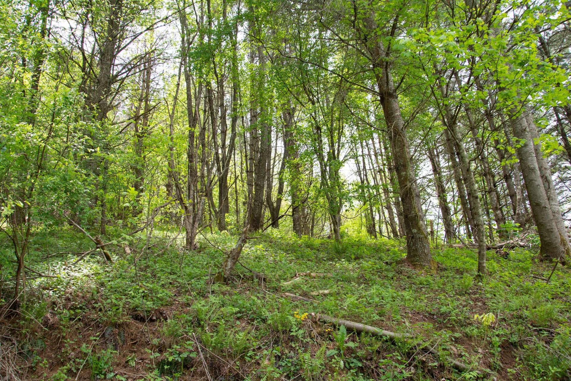 Image number 5 for the current listing