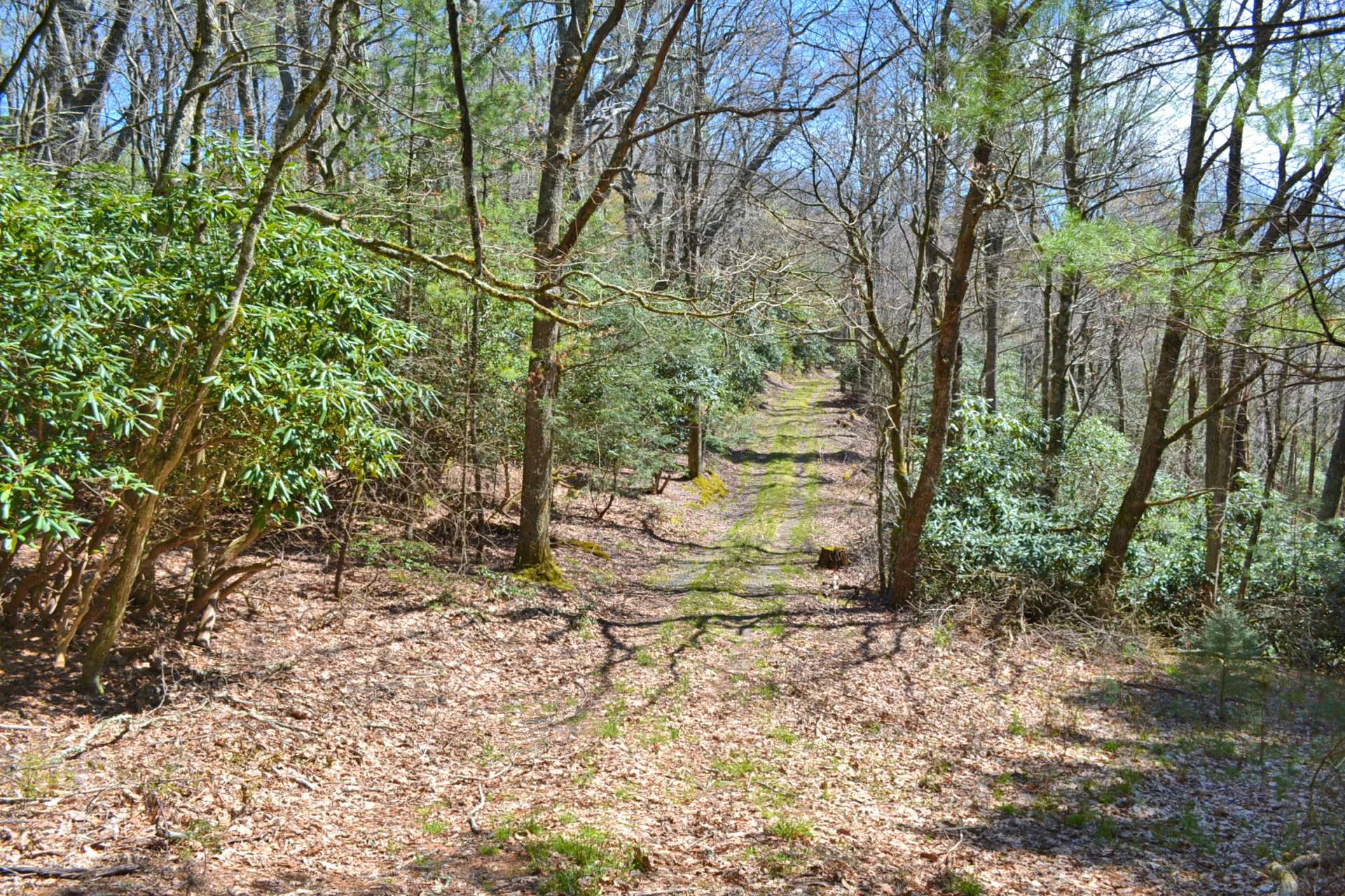 Image number 3 for the current listing