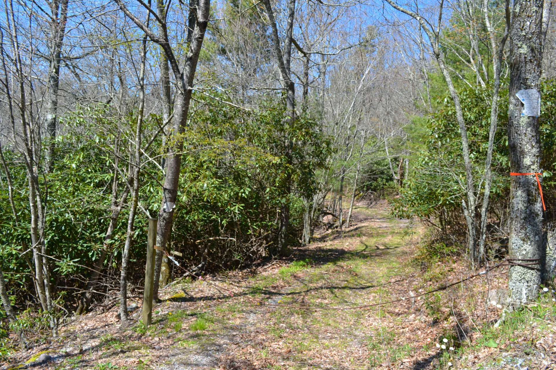 Image number 4 for the current listing