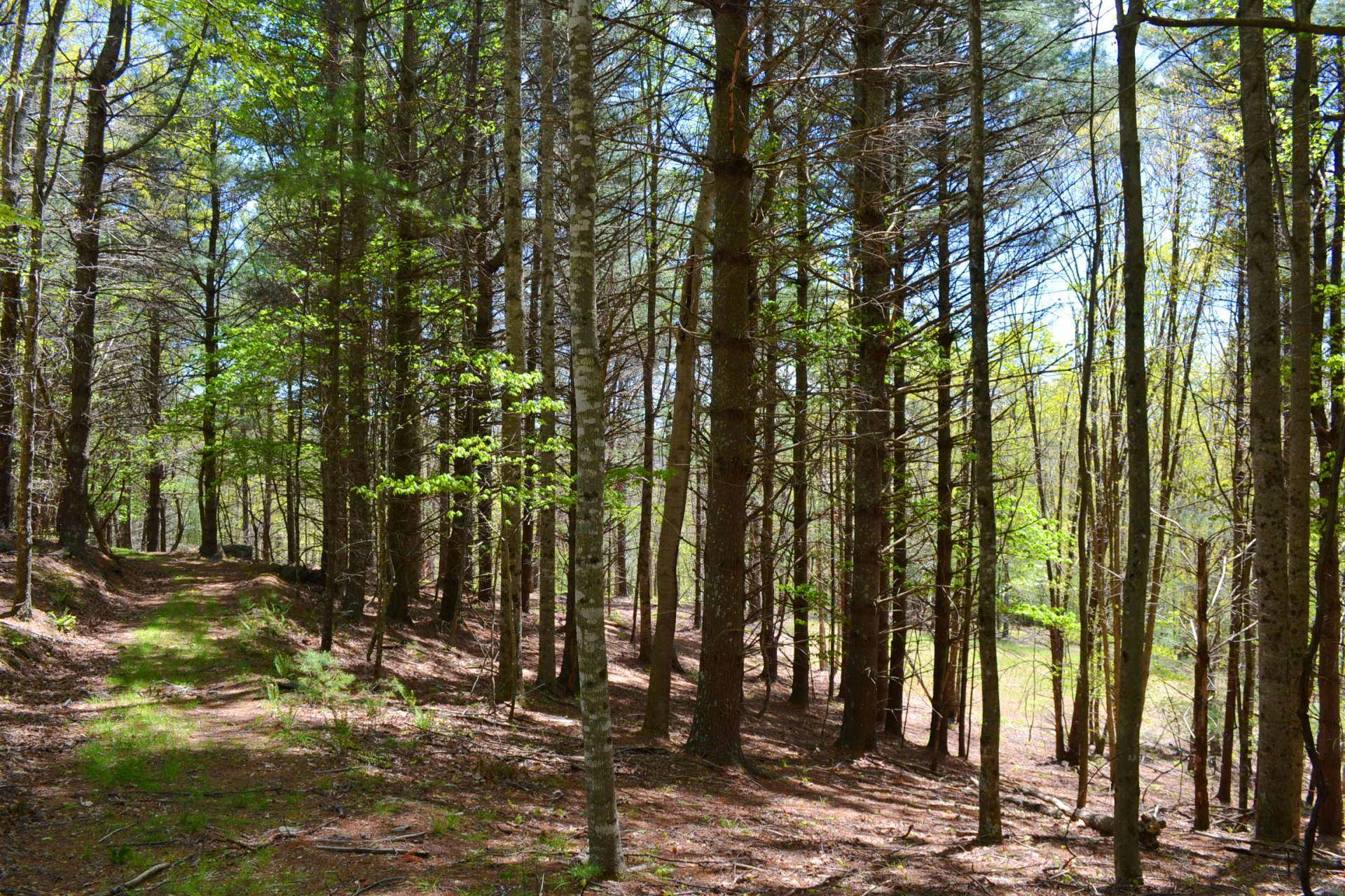 Image number 12 for the current listing