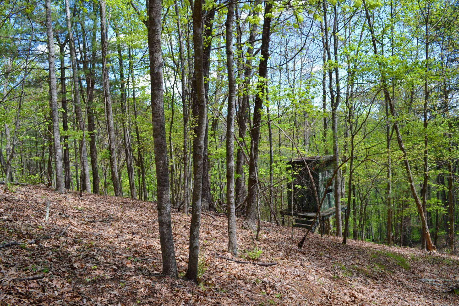 Image number 11 for the current listing