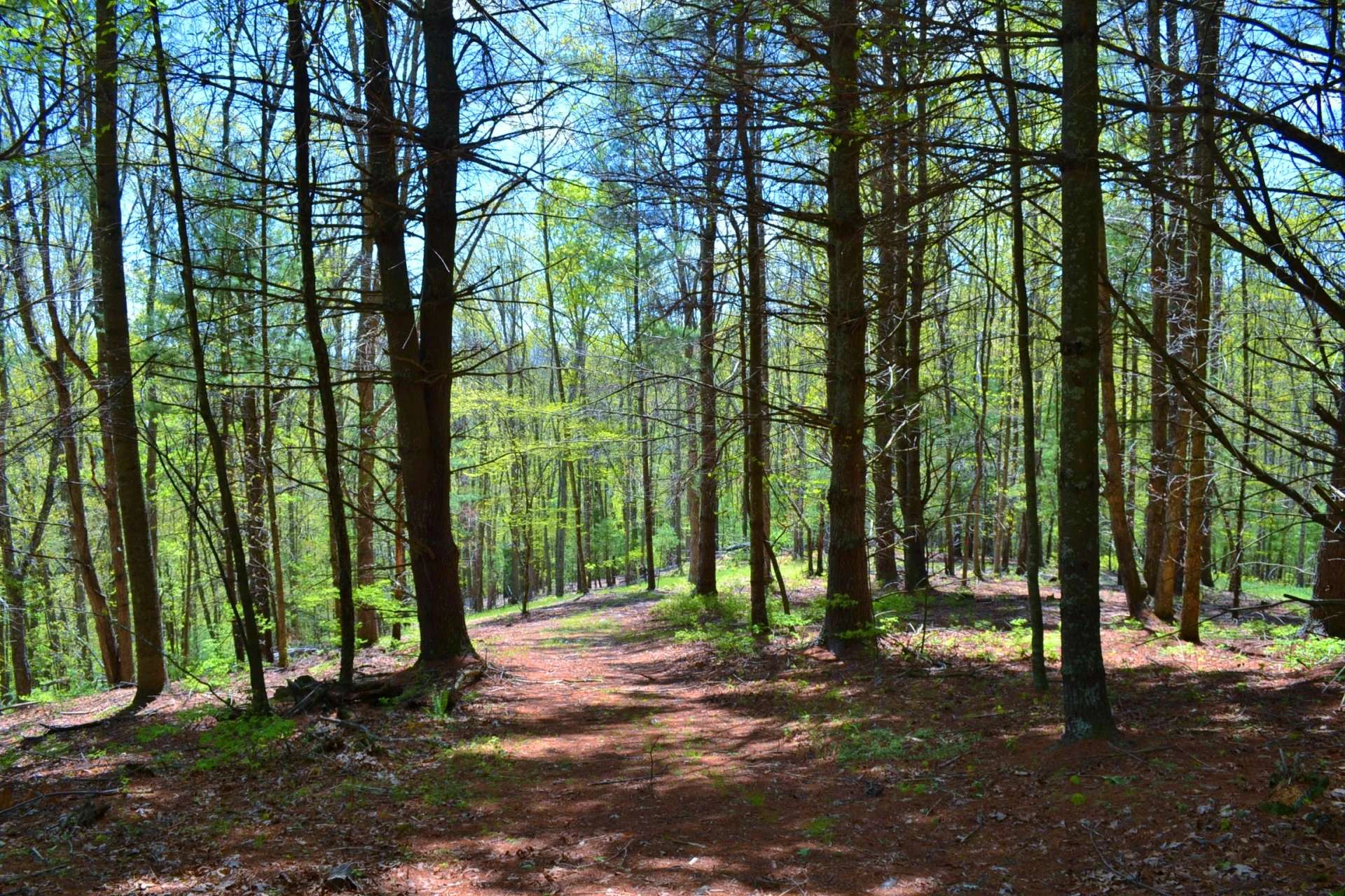 Image number 2 for the current listing