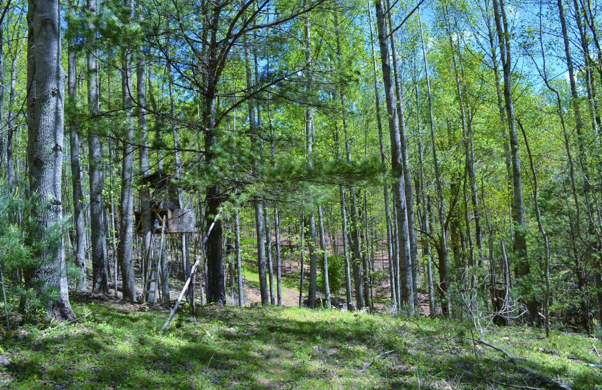 Image number 10 for the current listing