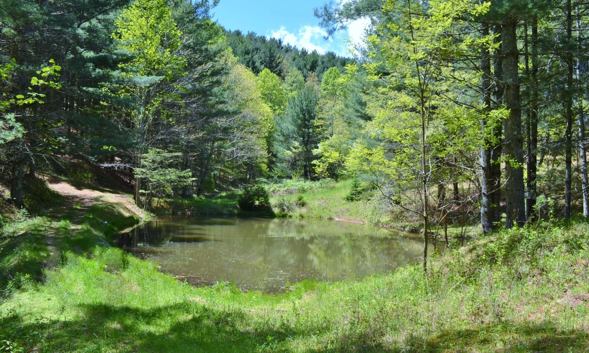 Image number 1 for the current listing