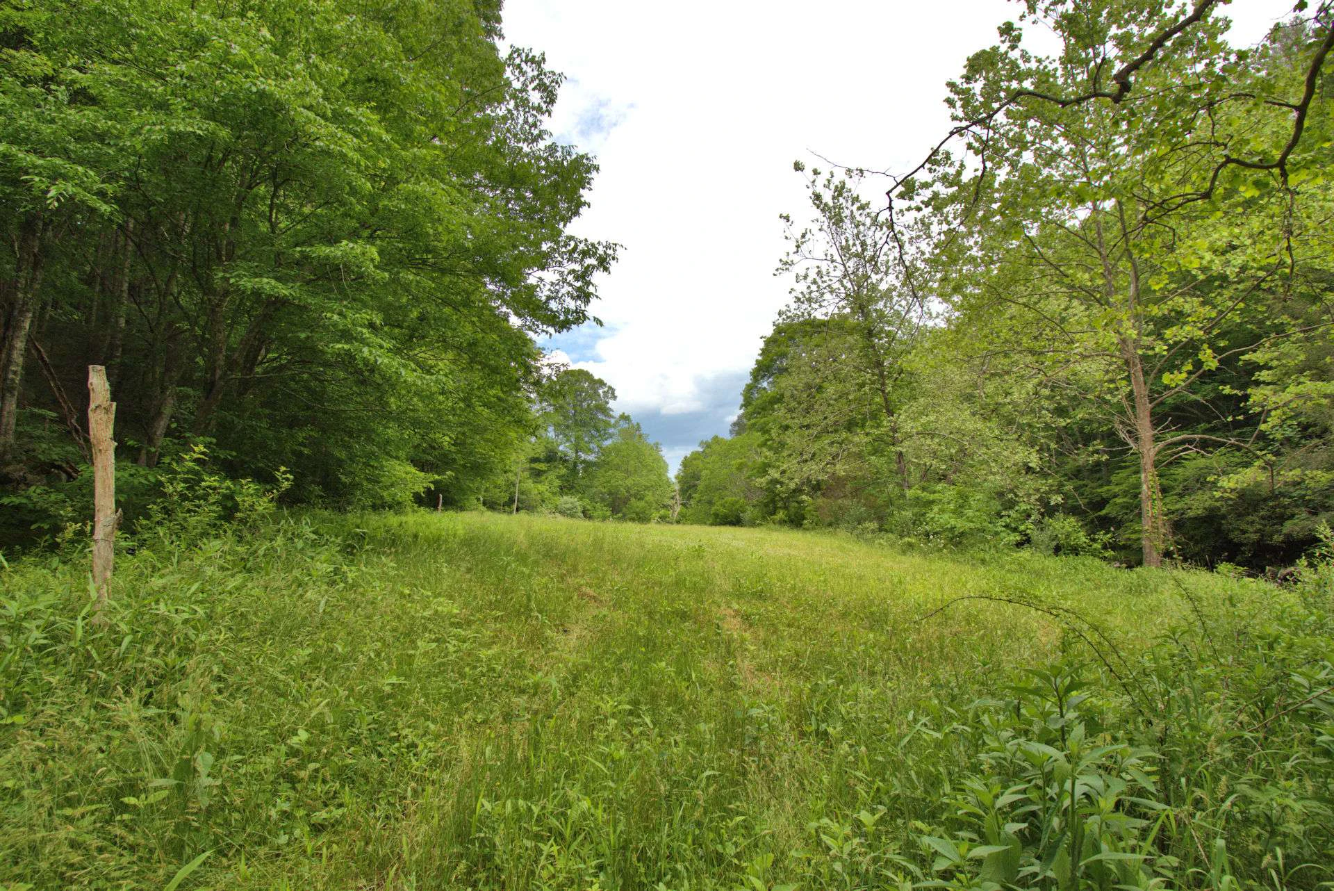 Image number 4 for the current listing