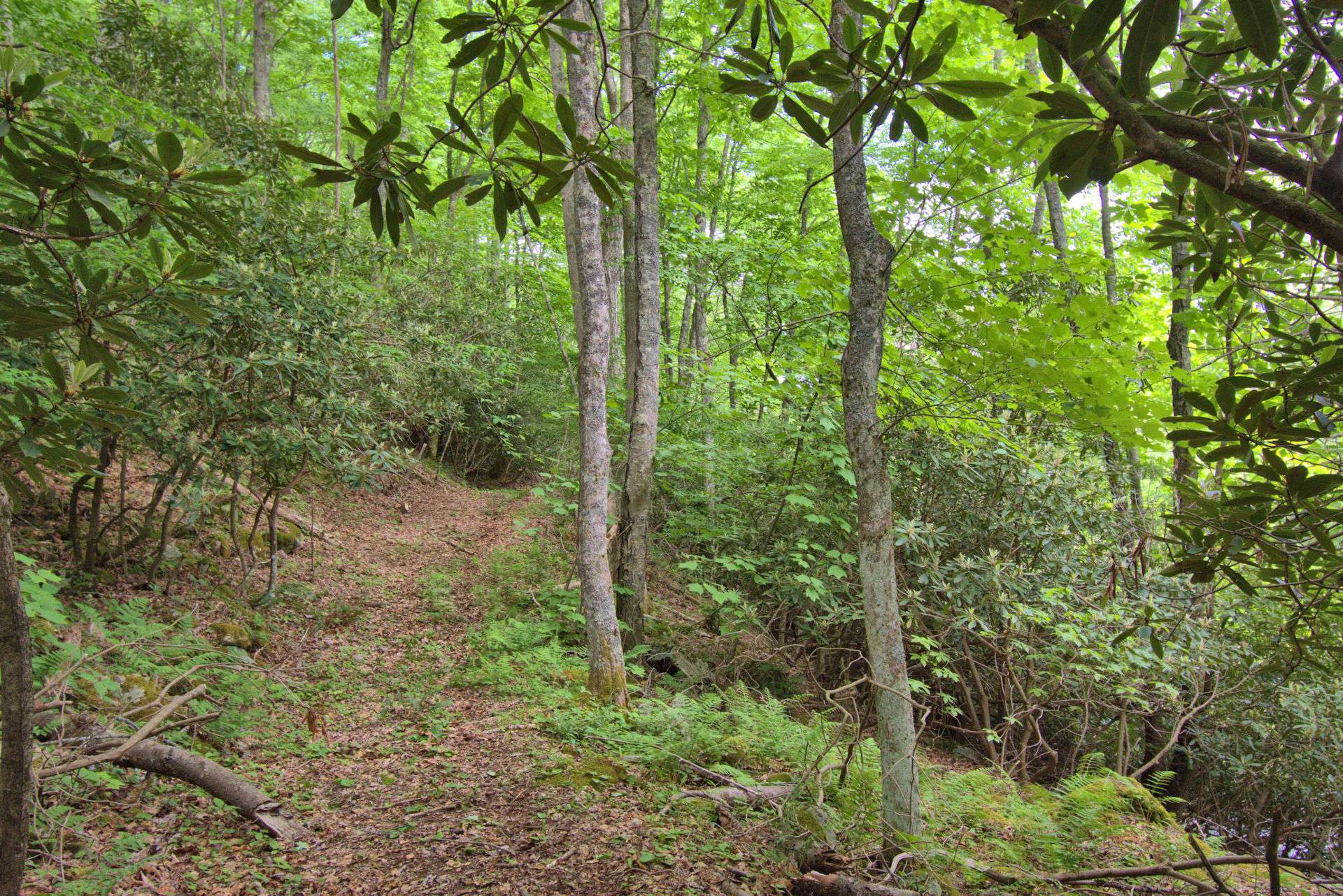 Image number 14 for the current listing