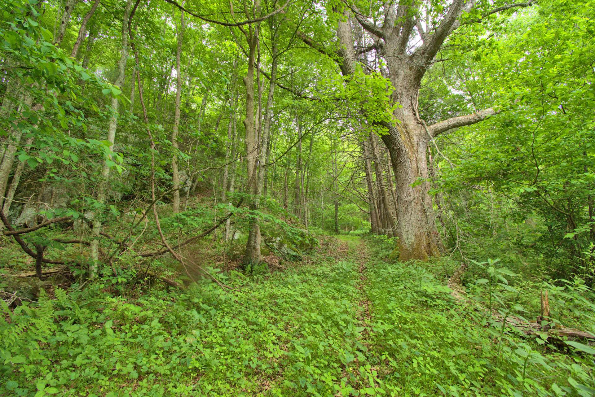 Image number 18 for the current listing