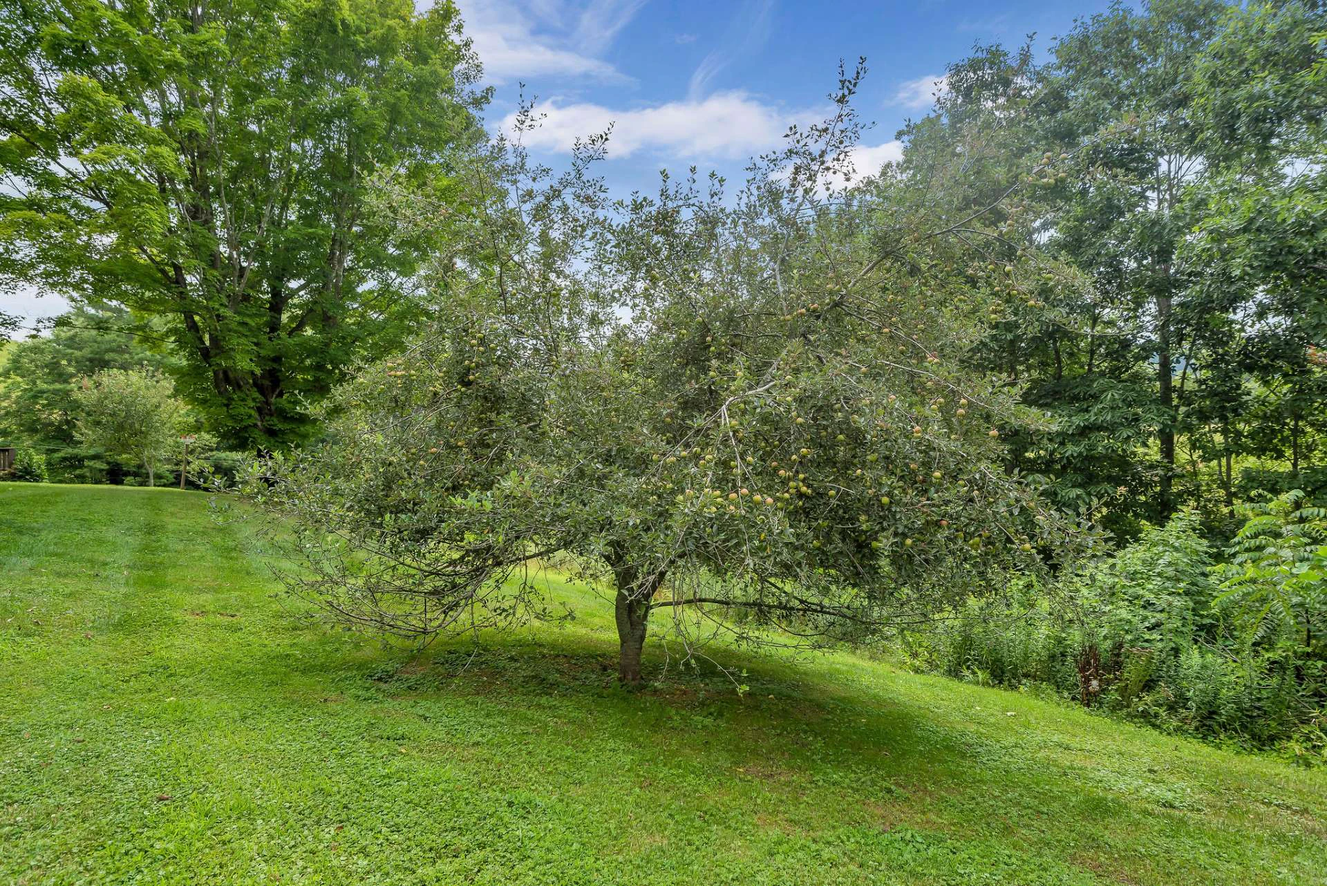 Image number 2 for the current listing