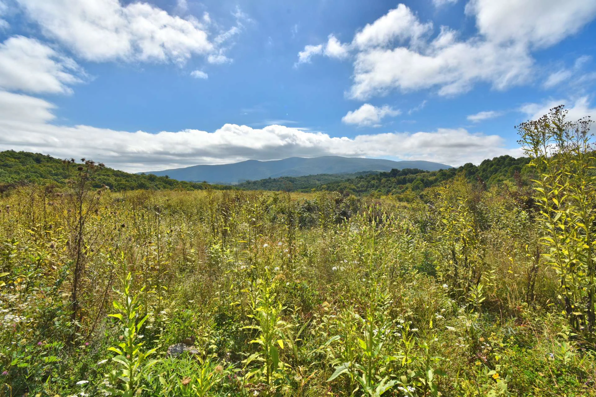 Image number 10 for the current listing