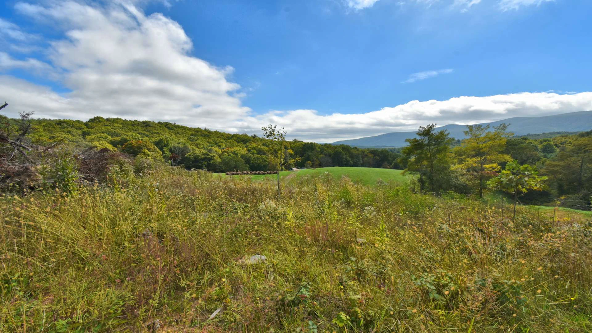 Image number 9 for the current listing