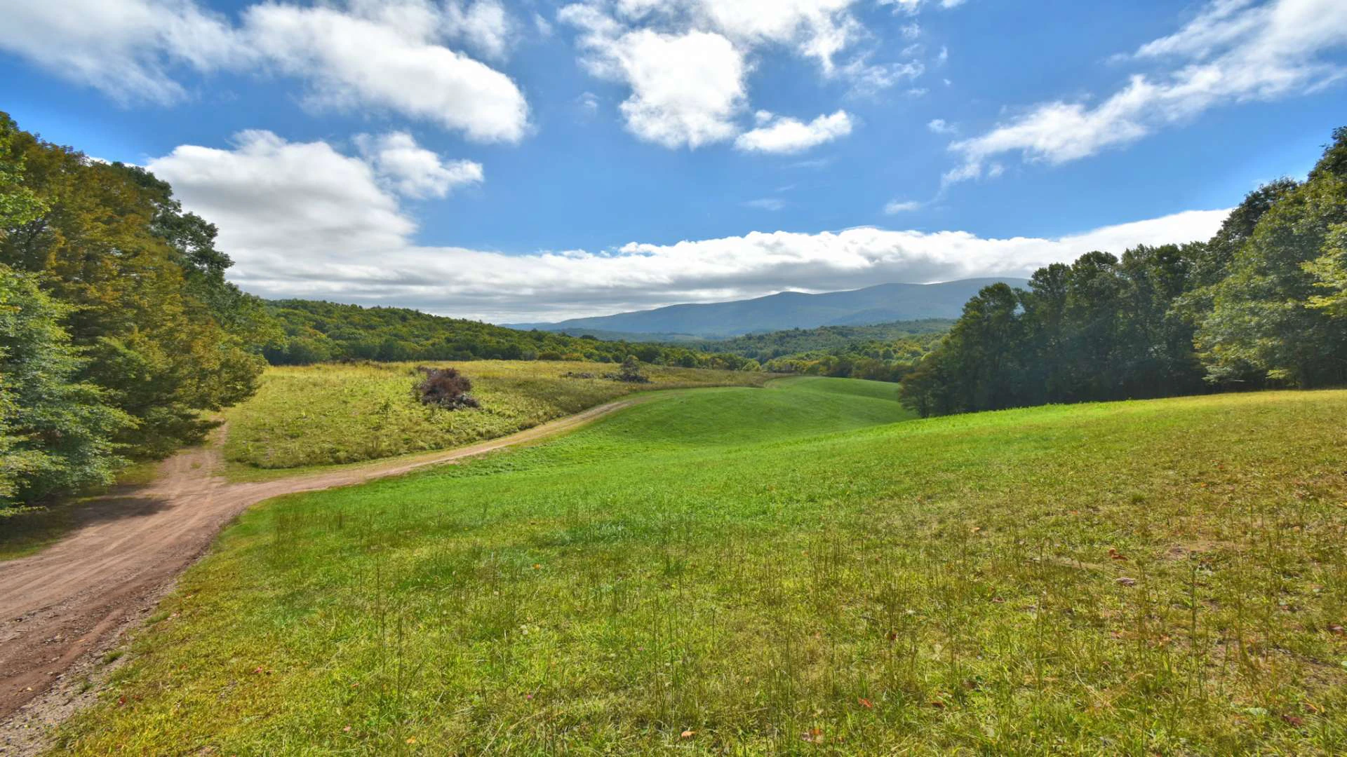 Image number 4 for the current listing