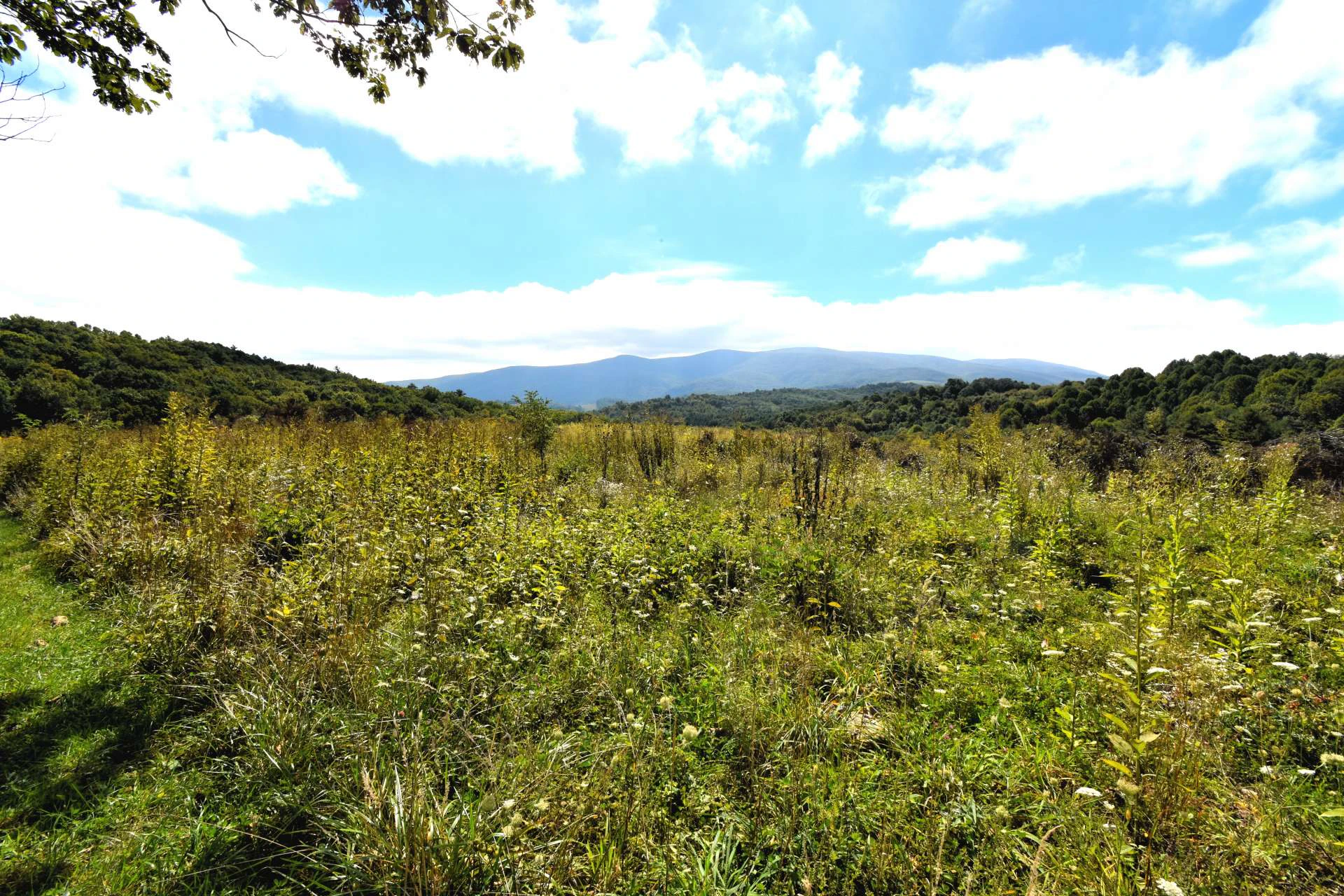 Image number 7 for the current listing