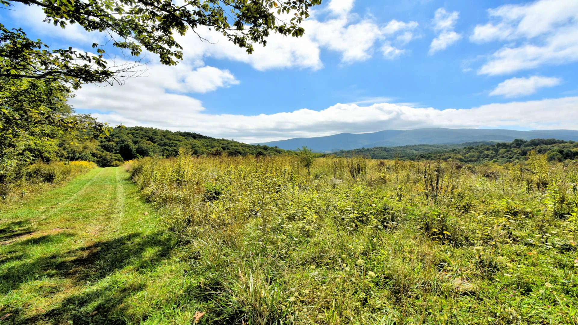 Image number 6 for the current listing