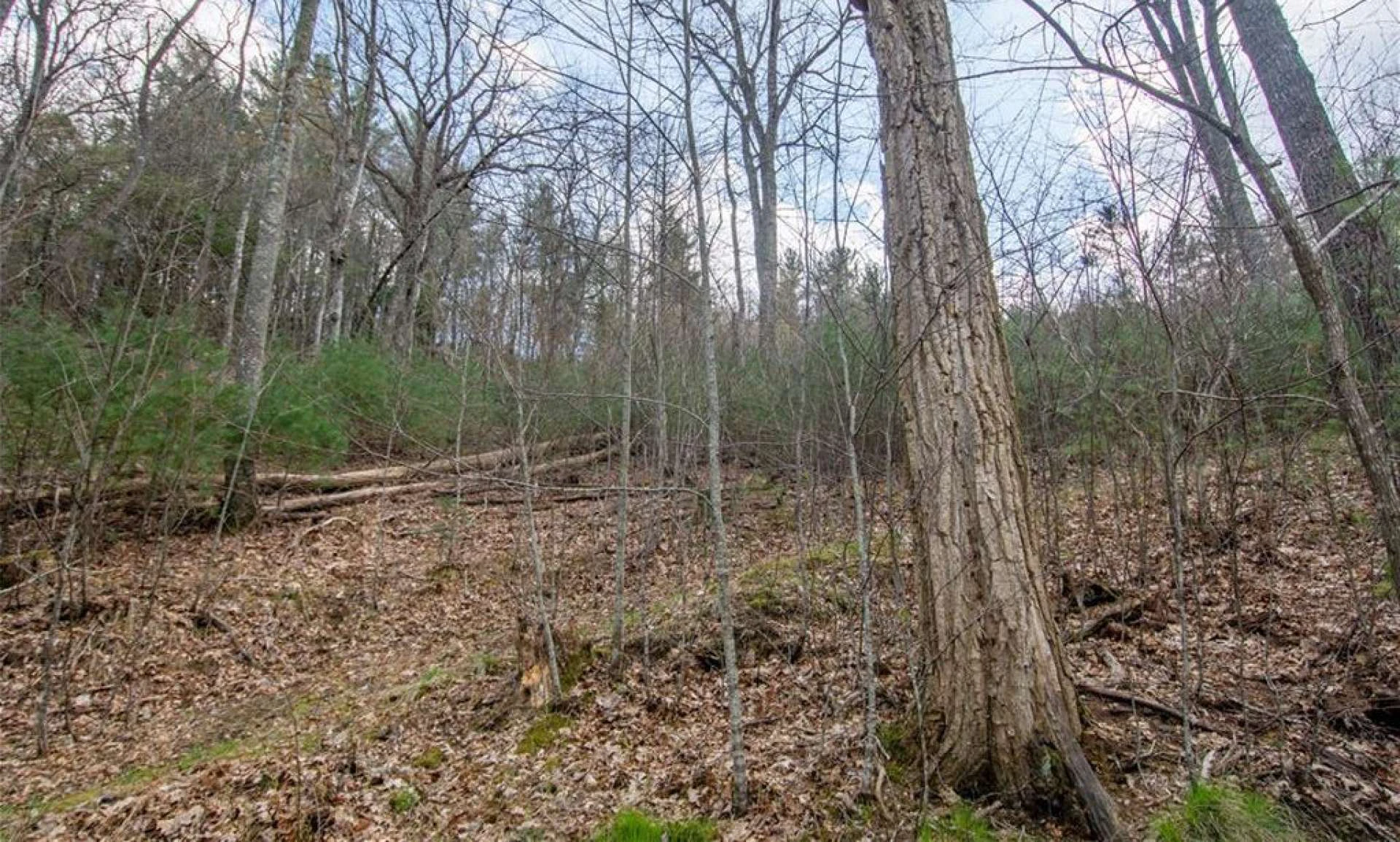 Image number 3 for the current listing