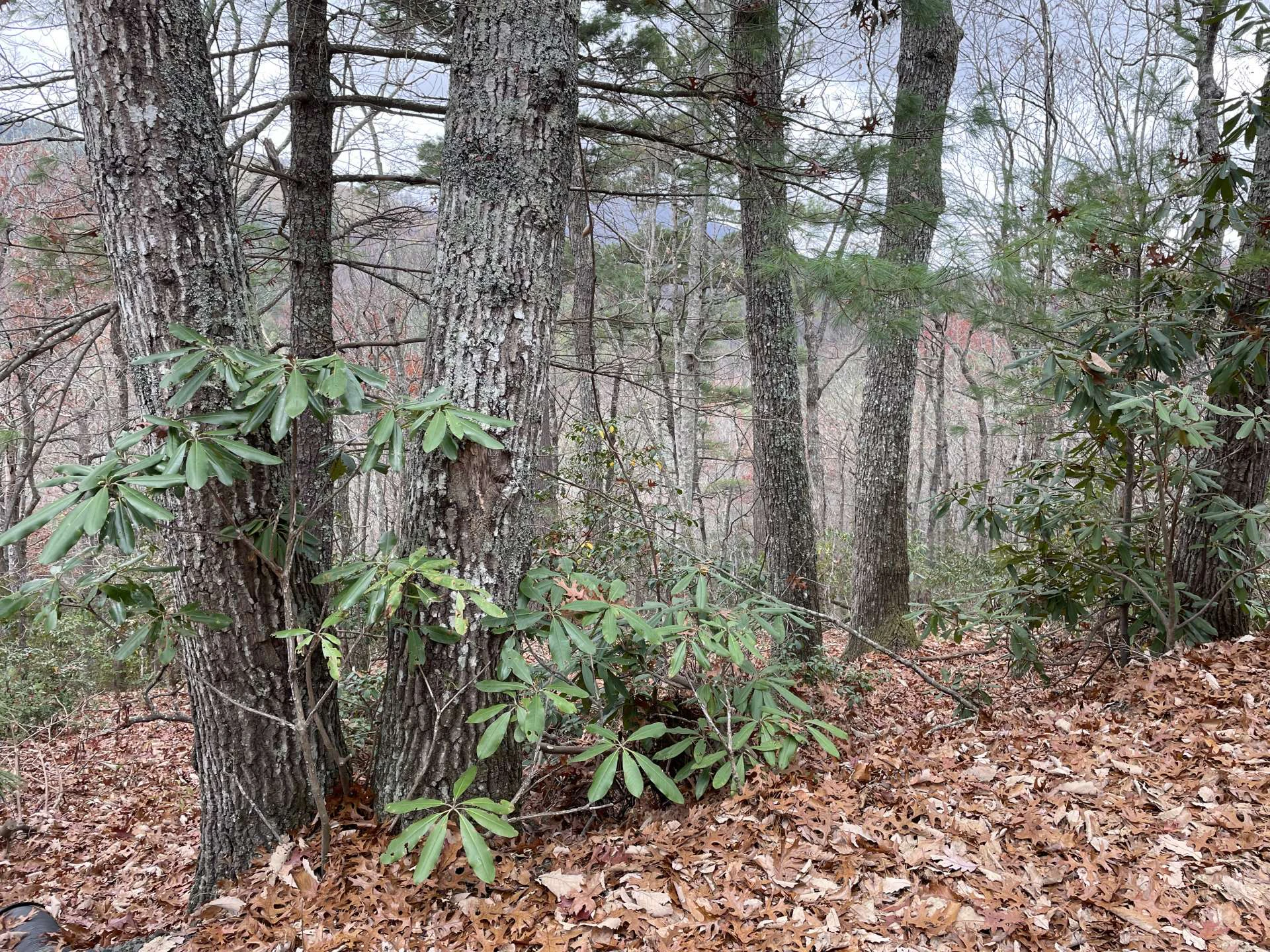 Image number 3 for the current listing