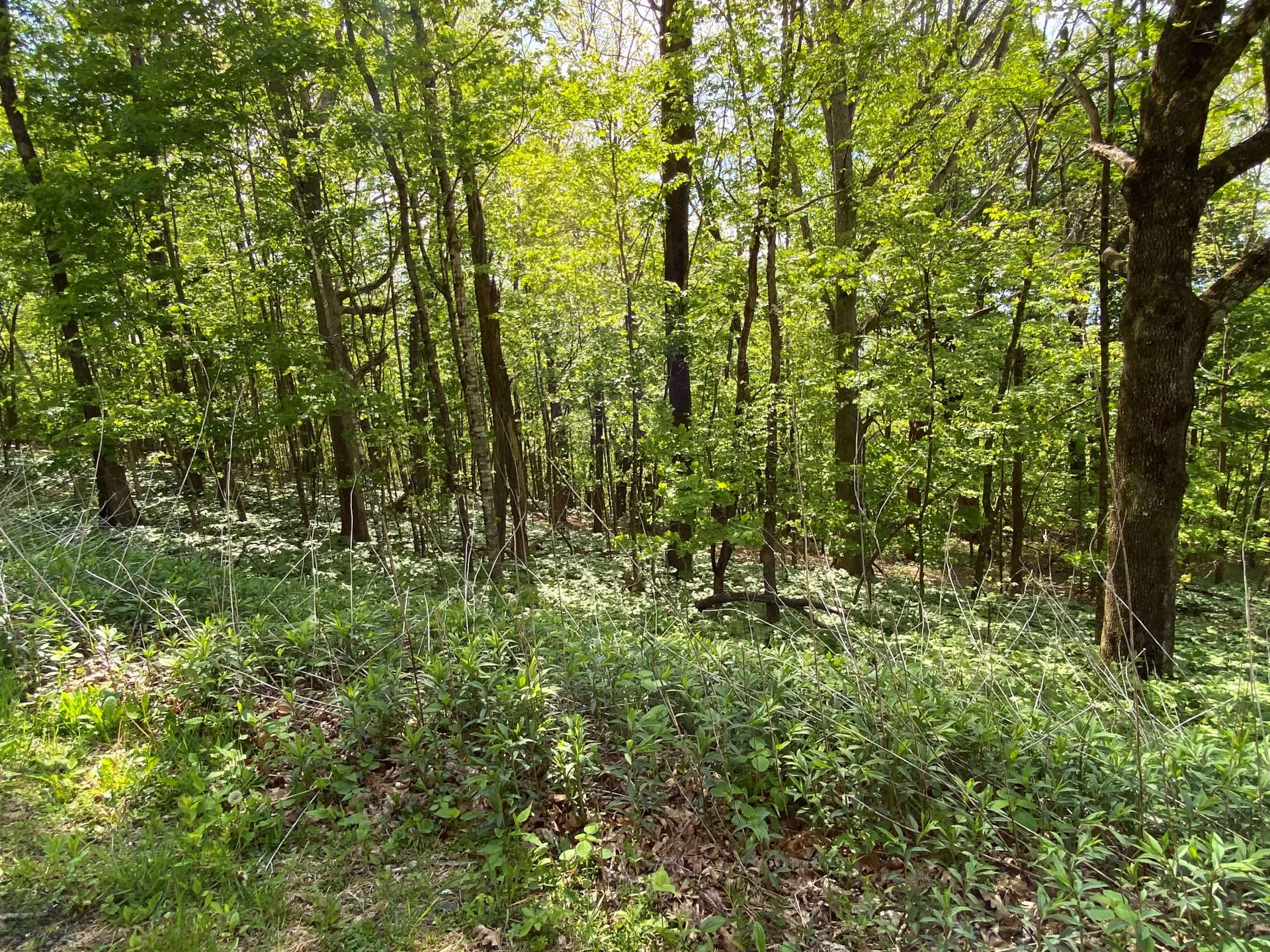Image number 4 for the current listing