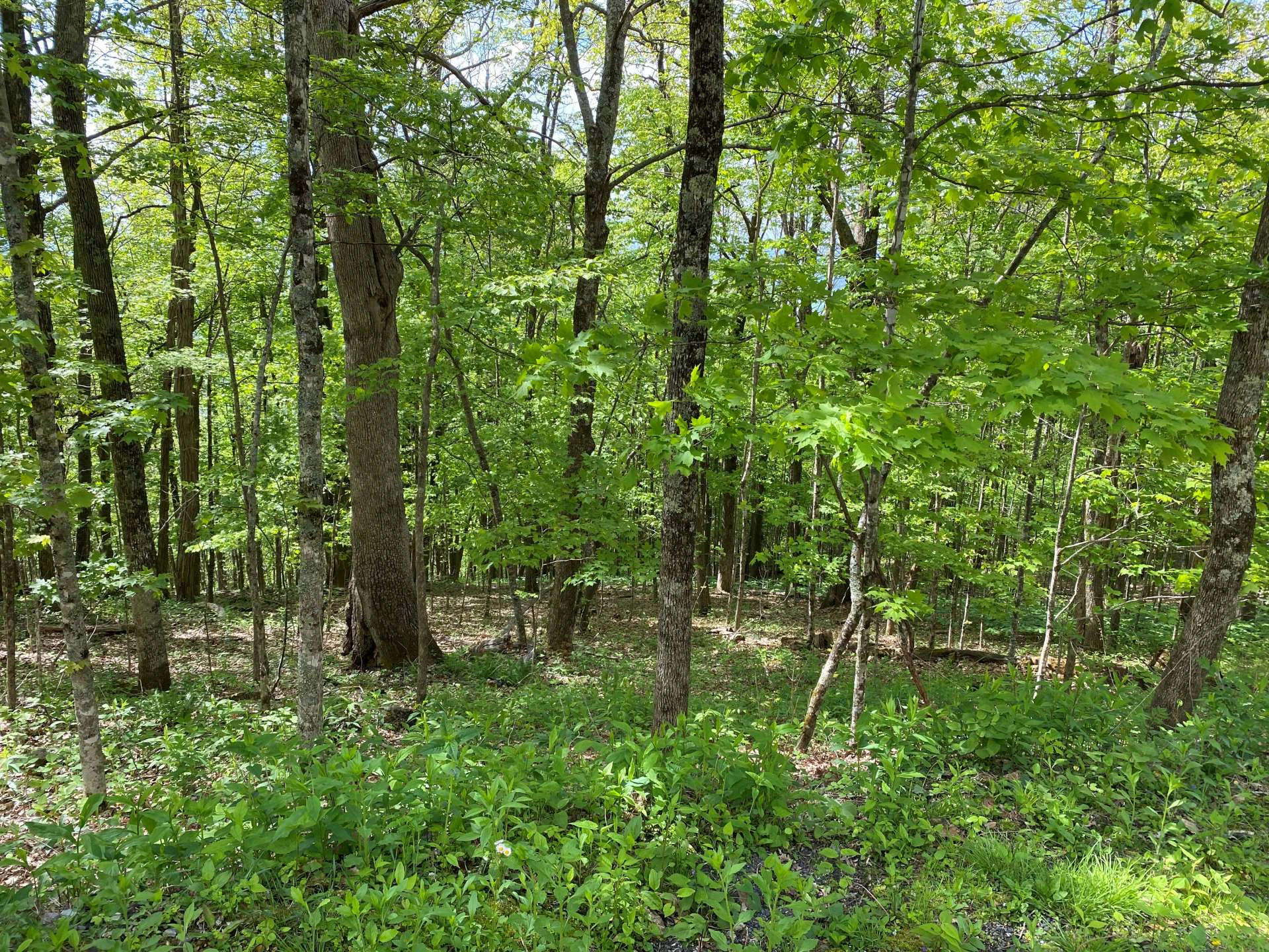 Image number 5 for the current listing