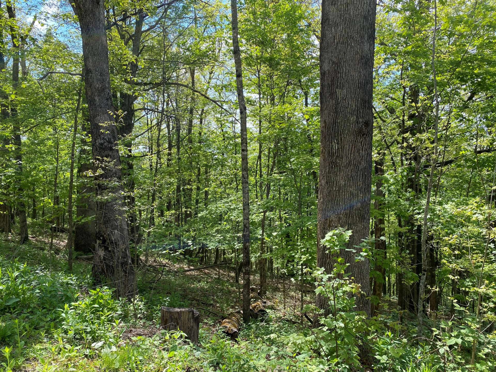 Image number 6 for the current listing