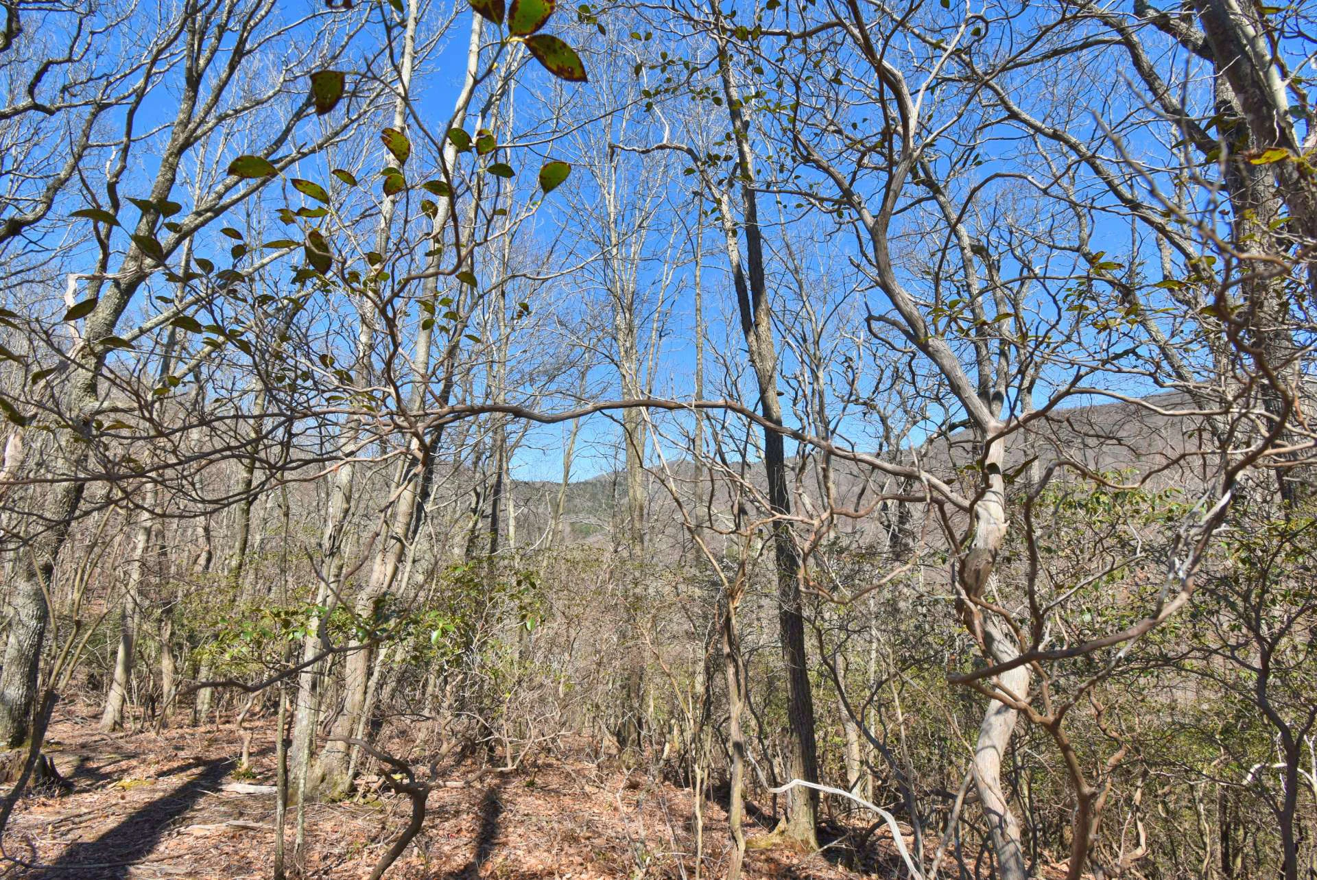 Image number 2 for the current listing
