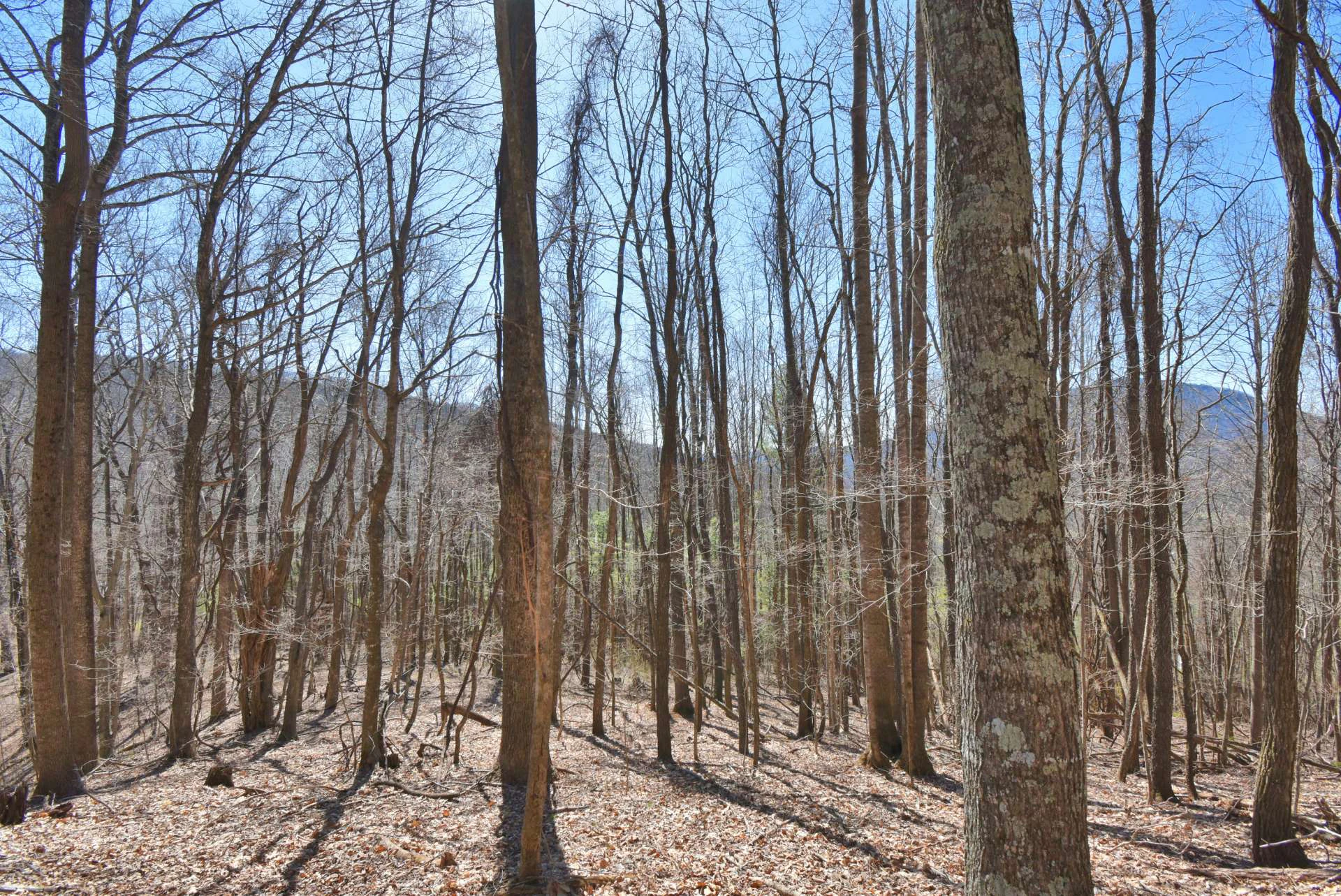 Image number 7 for the current listing