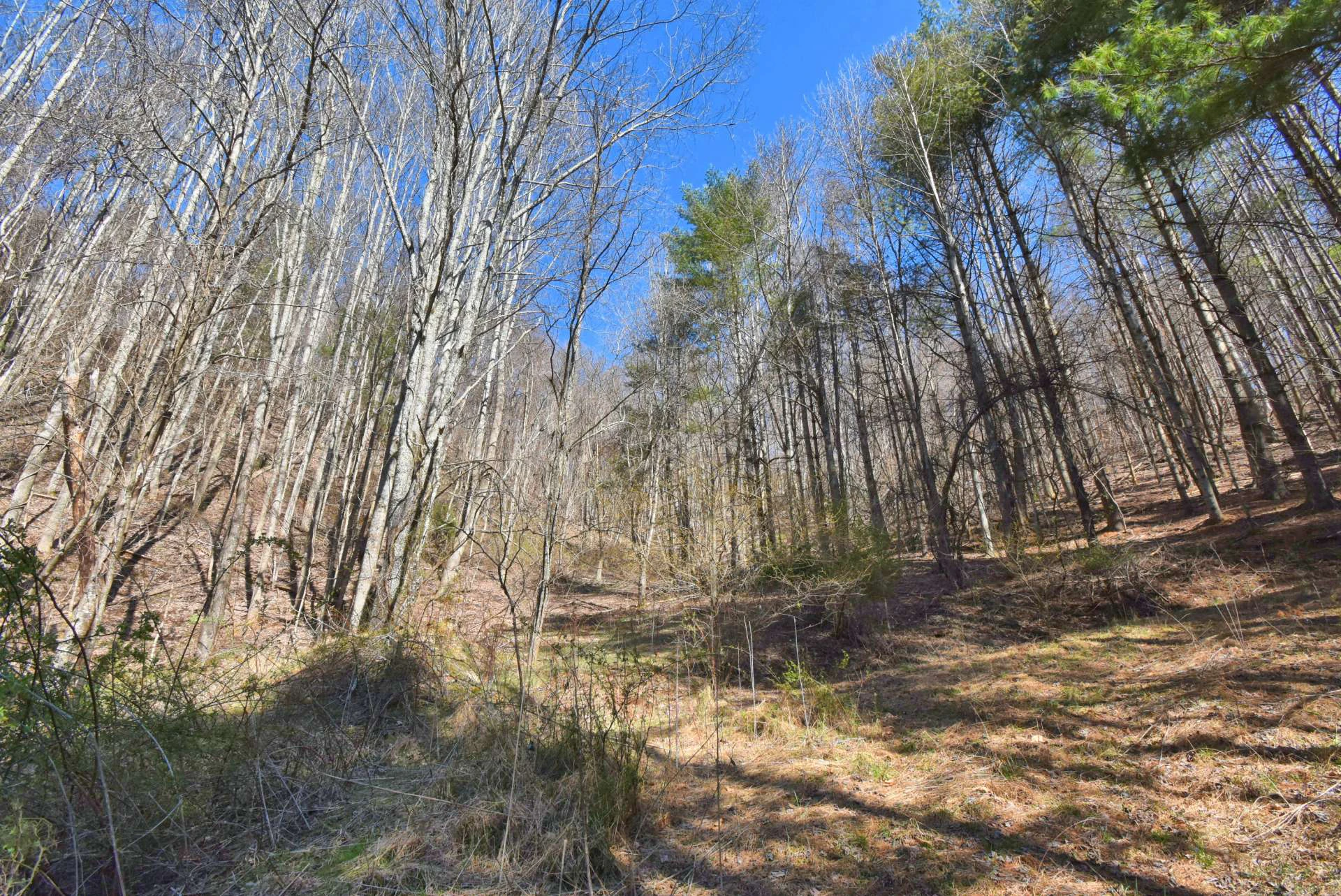 Image number 9 for the current listing