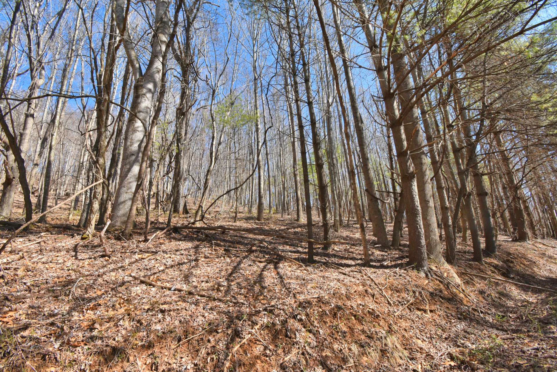 Image number 11 for the current listing