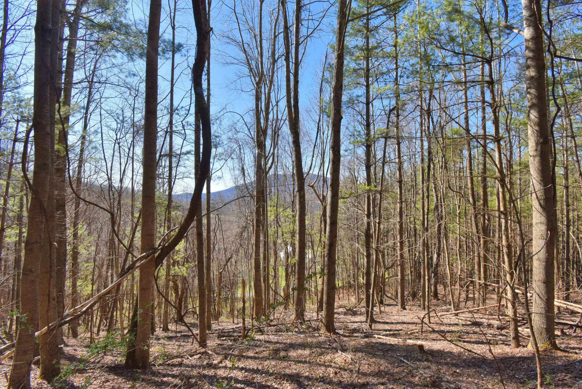 Image number 12 for the current listing