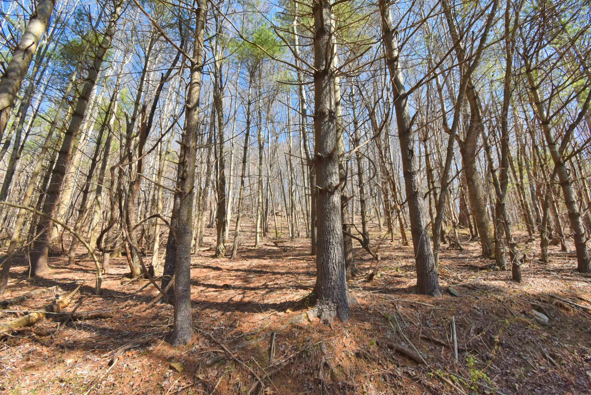 Image number 14 for the current listing