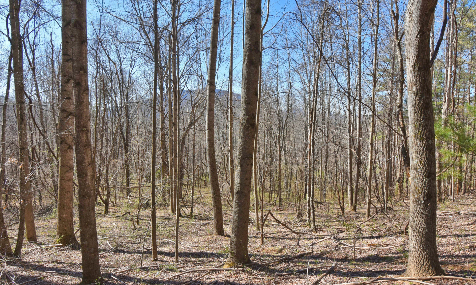 Image number 1 for the current listing