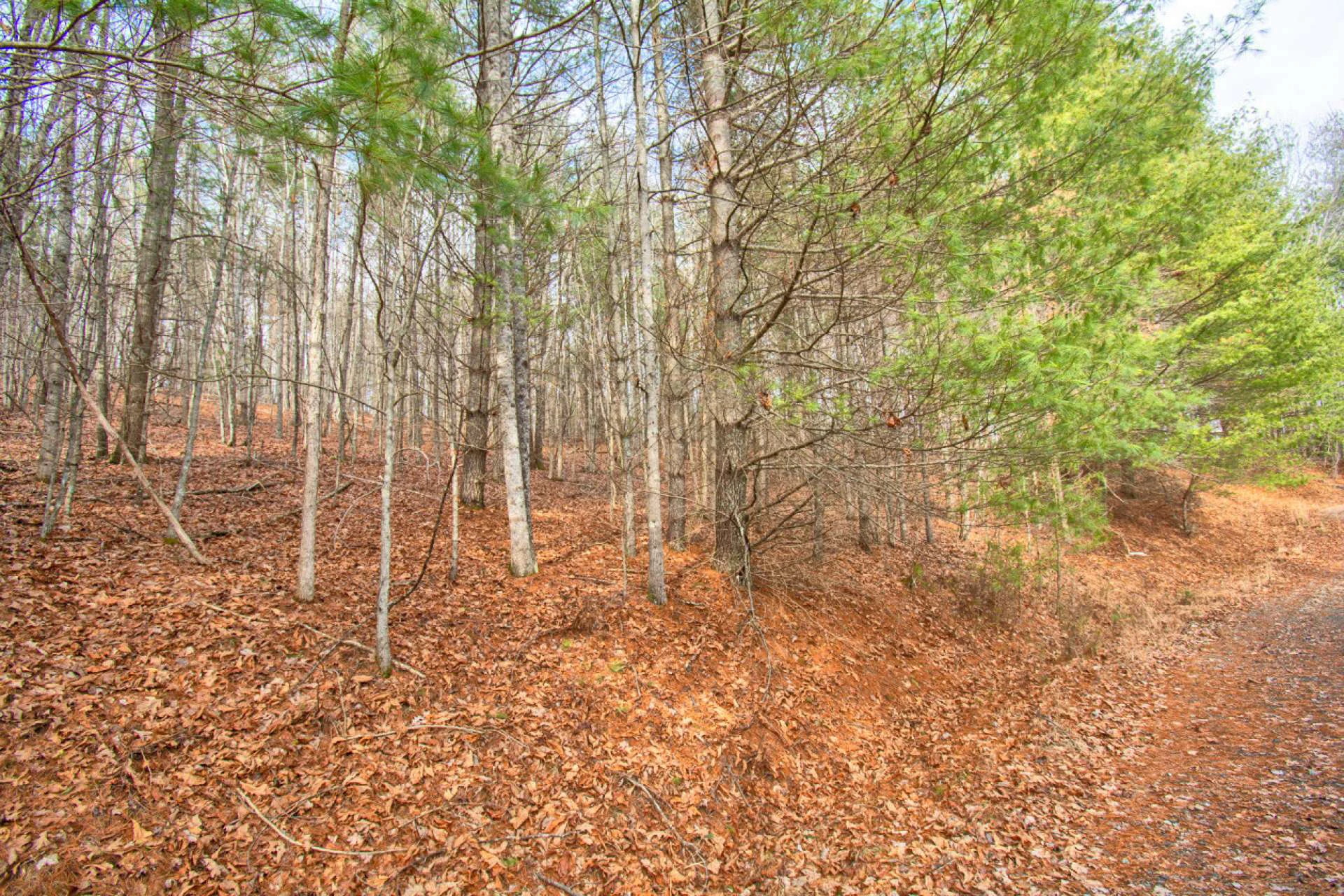 Image number 3 for the current listing