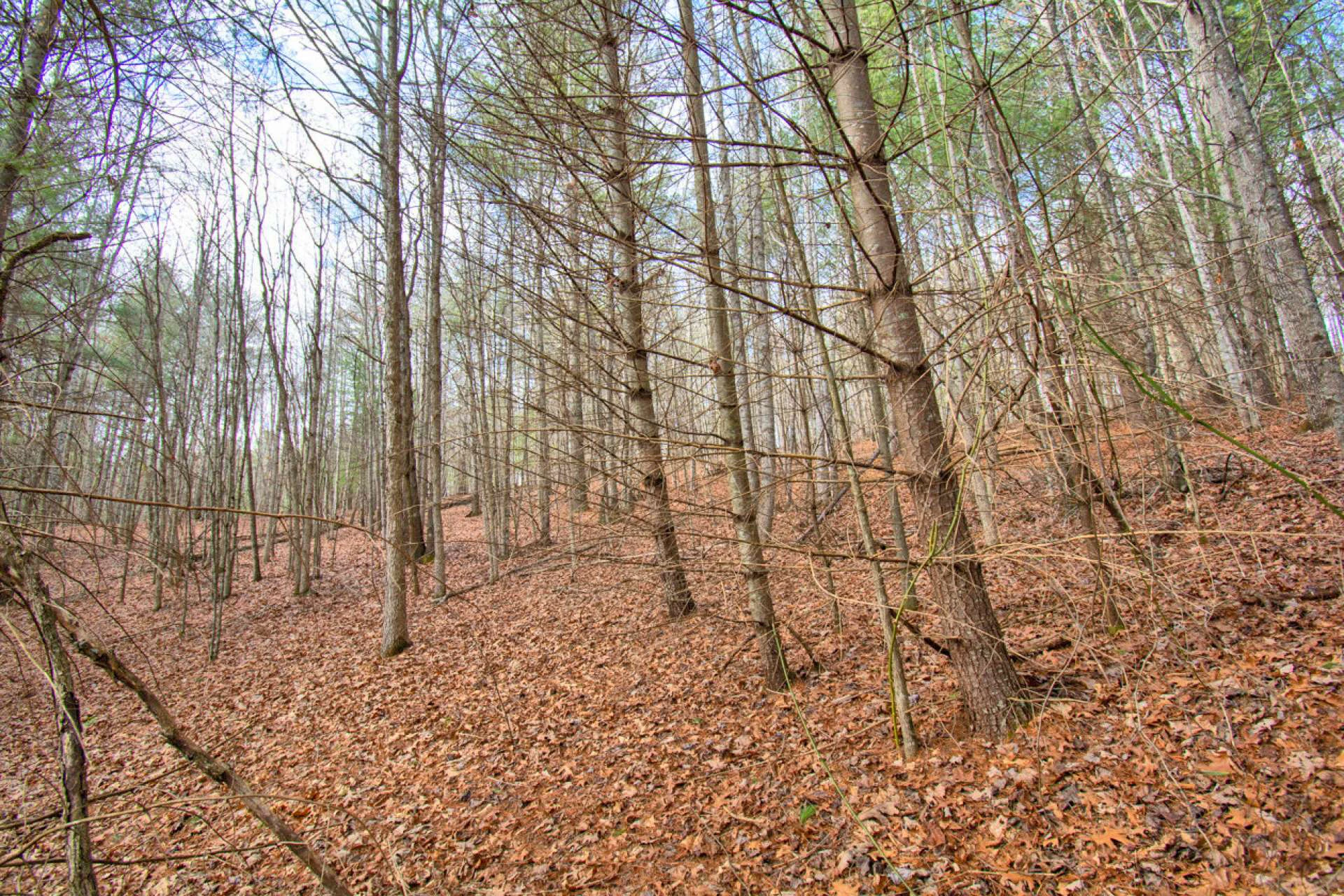 Image number 2 for the current listing