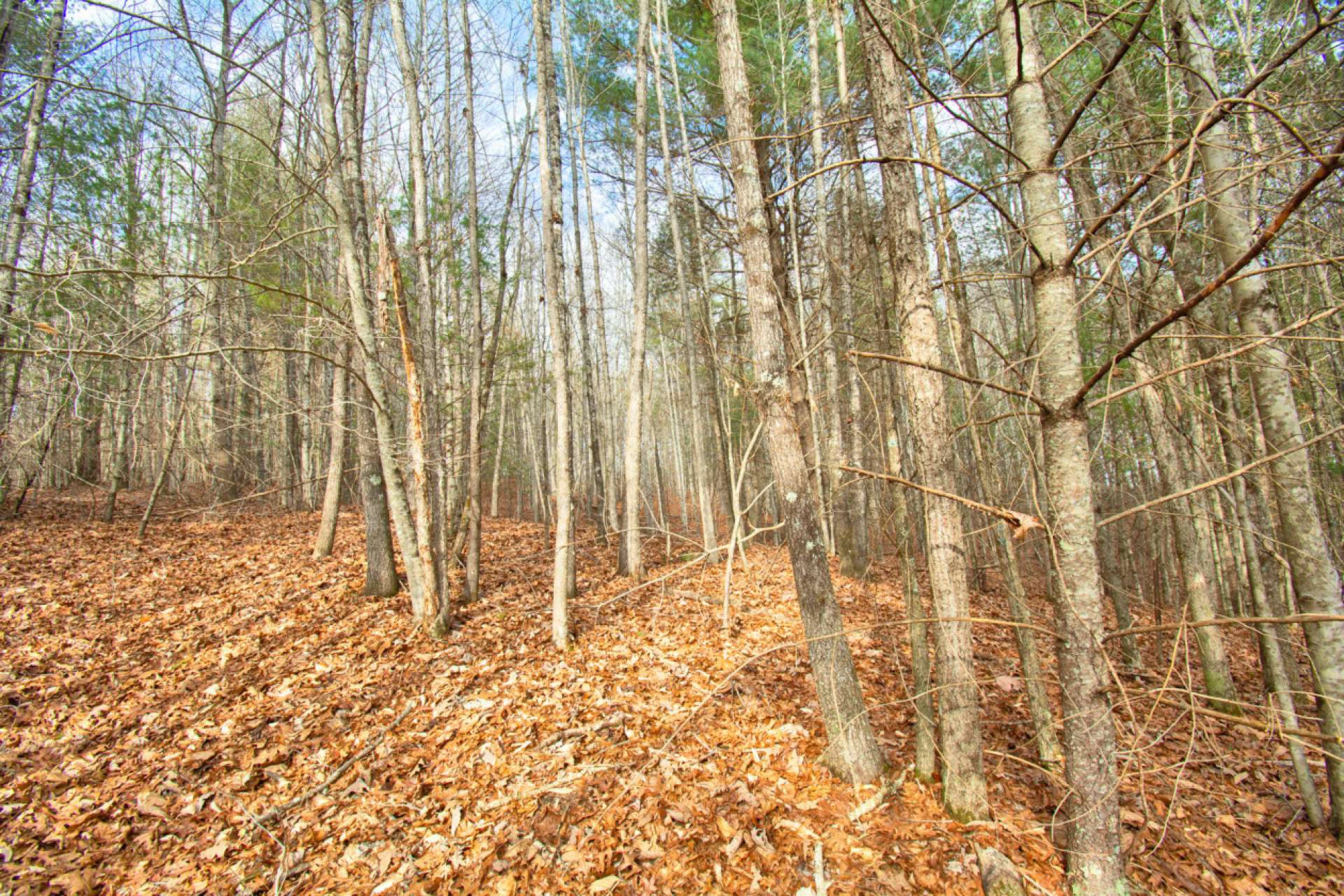 Image number 4 for the current listing