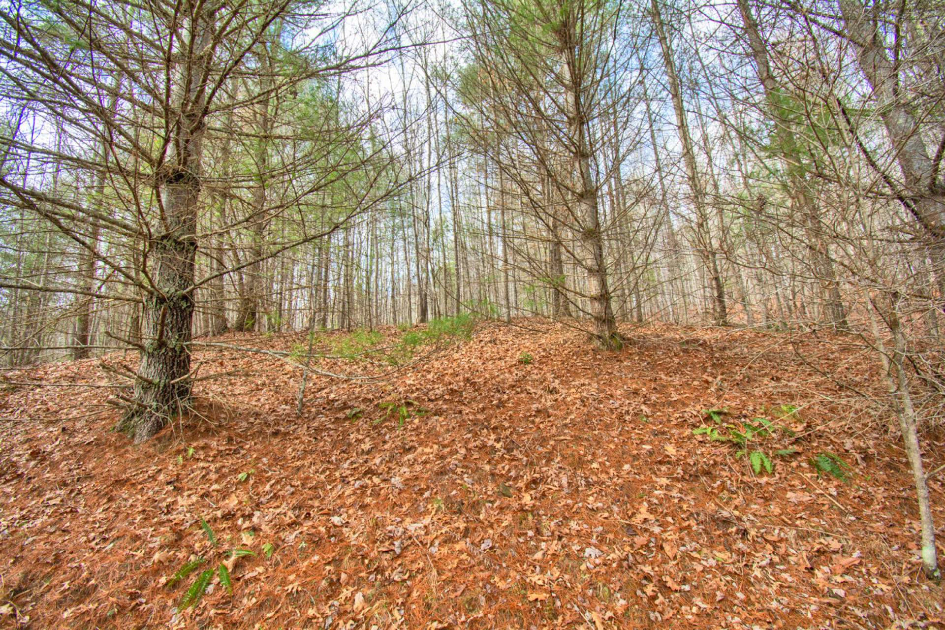Image number 5 for the current listing