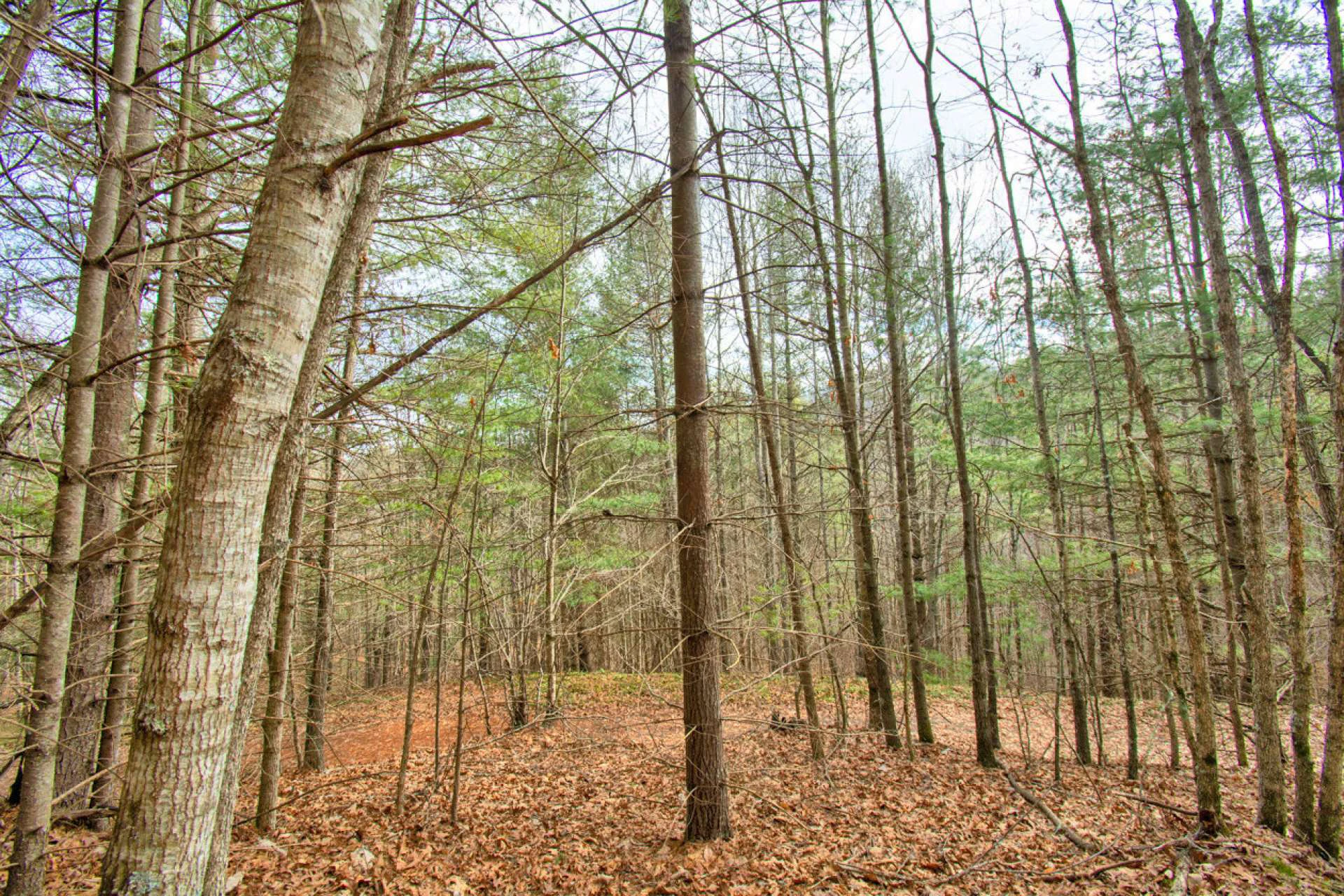 Image number 6 for the current listing