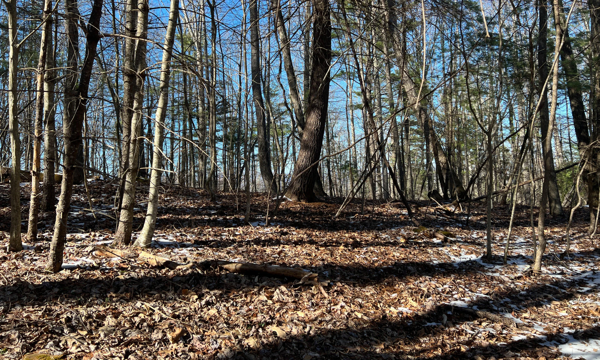 Image number 1 for the current listing