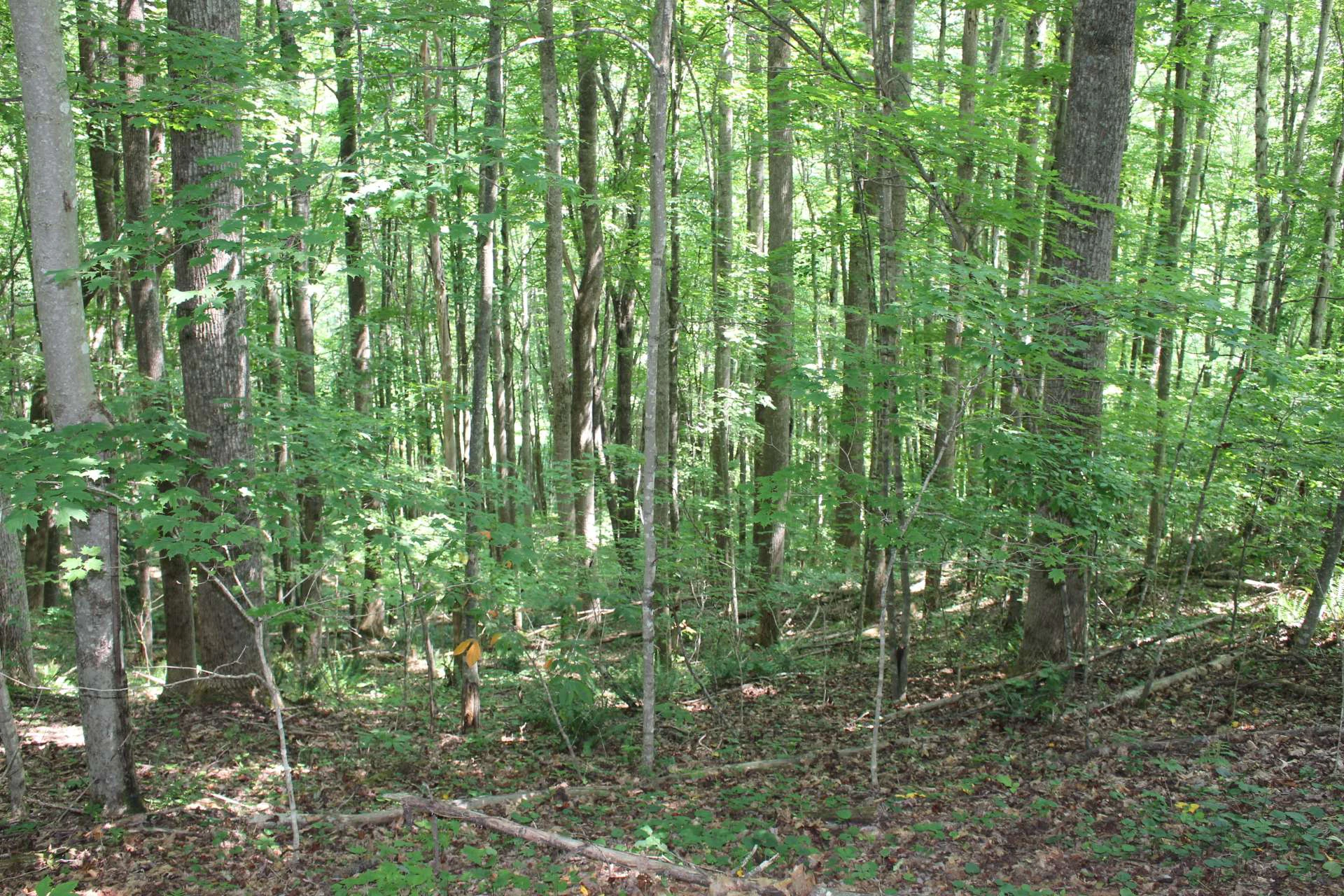 Image number 2 for the current listing