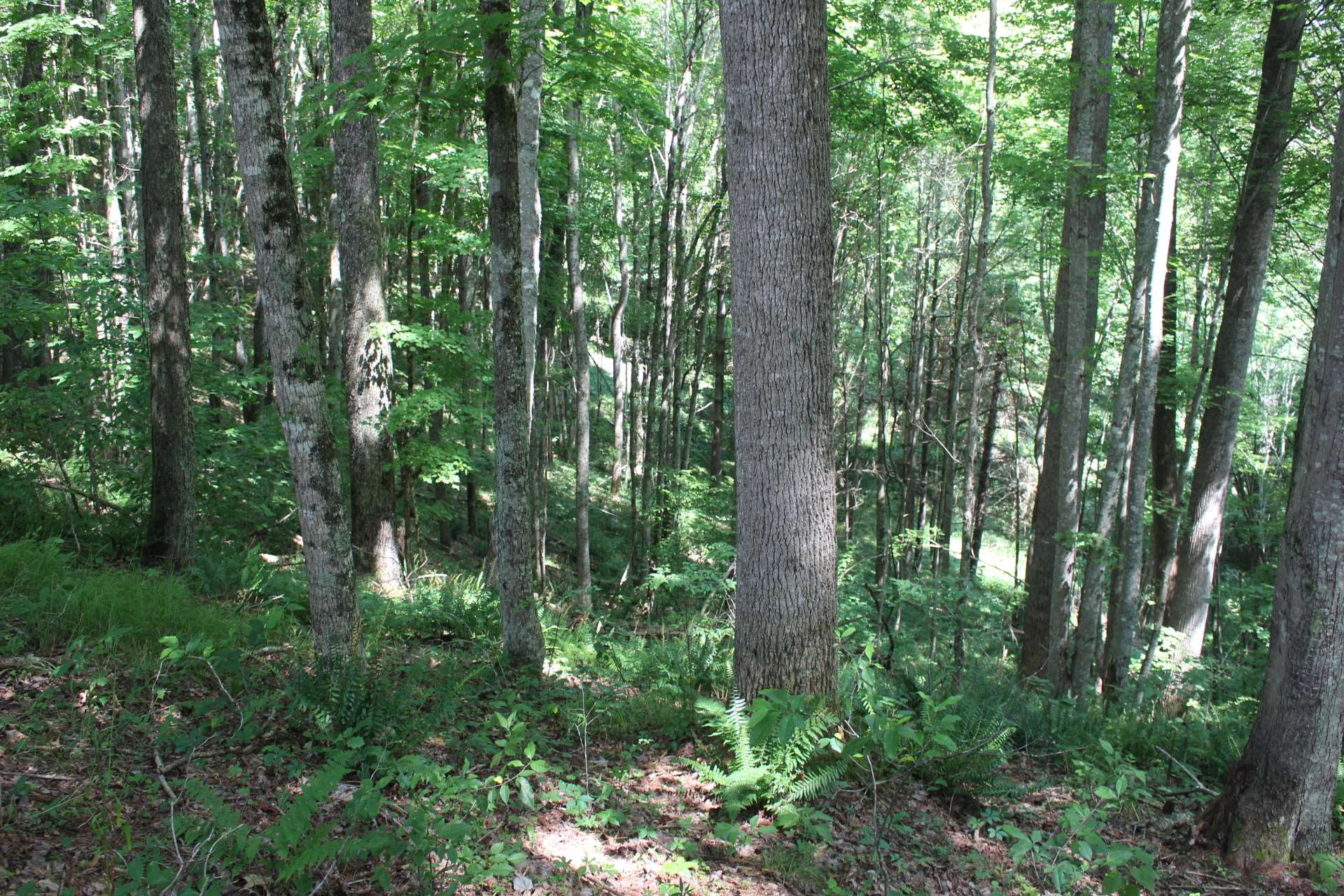 Image number 3 for the current listing