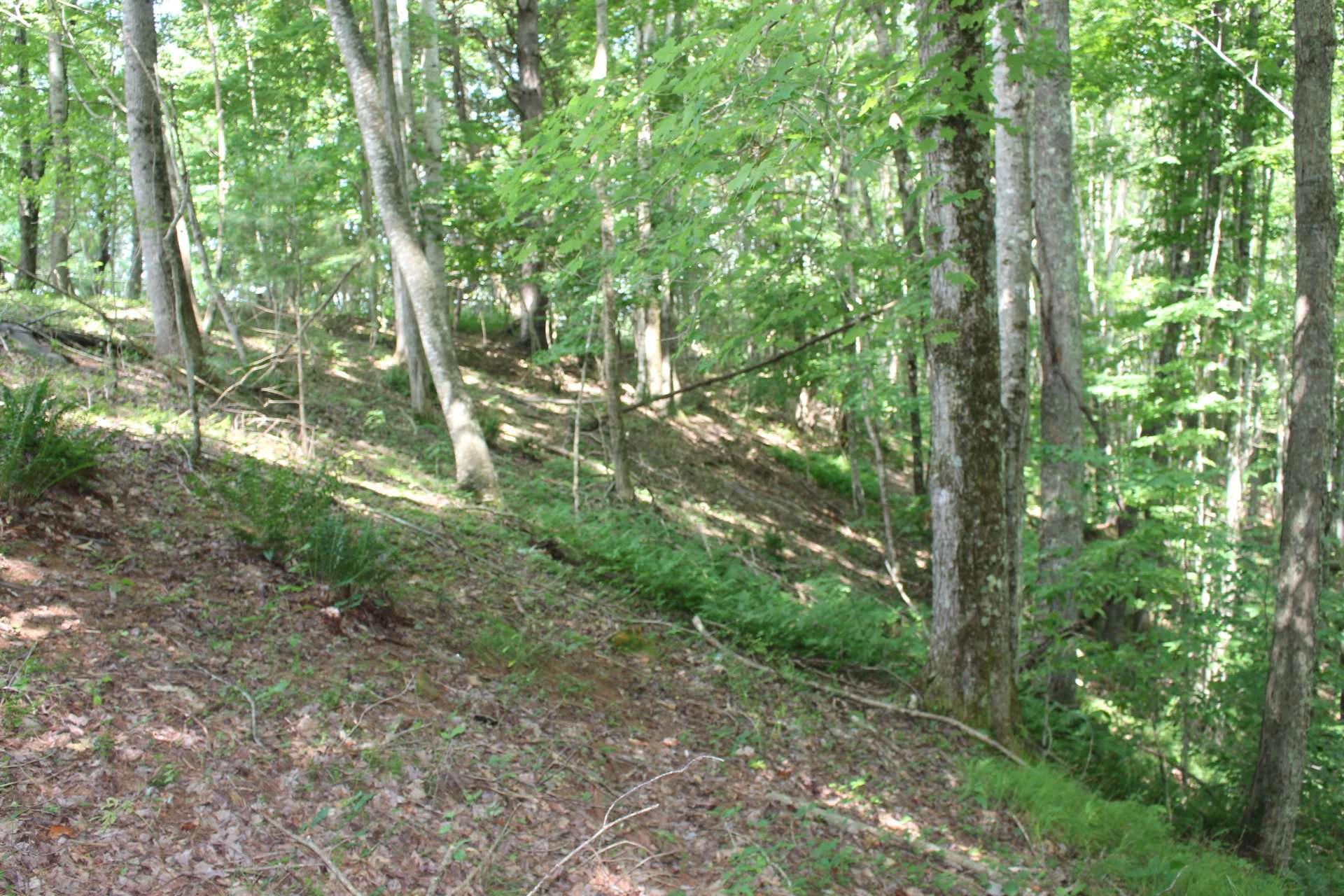 Image number 4 for the current listing