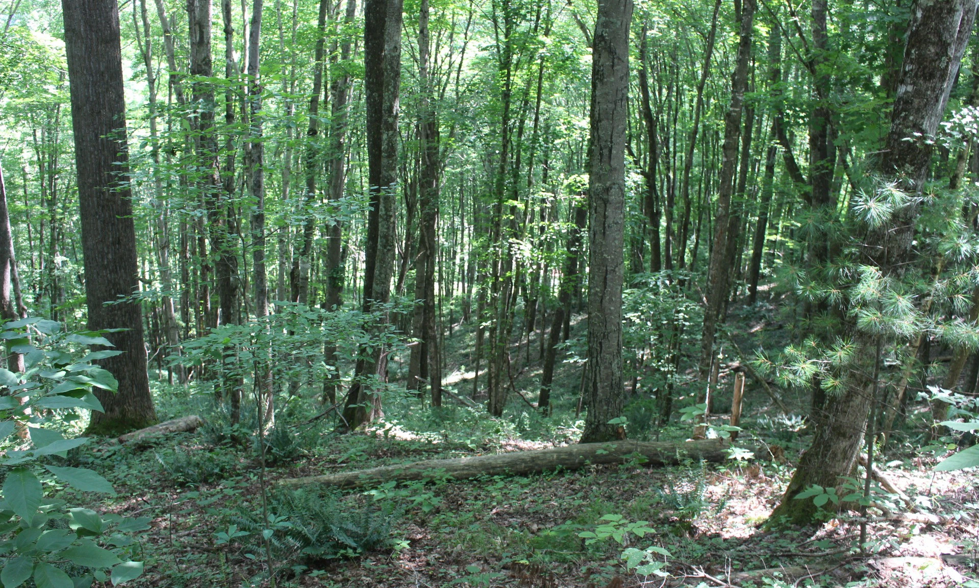 Image number 1 for the current listing