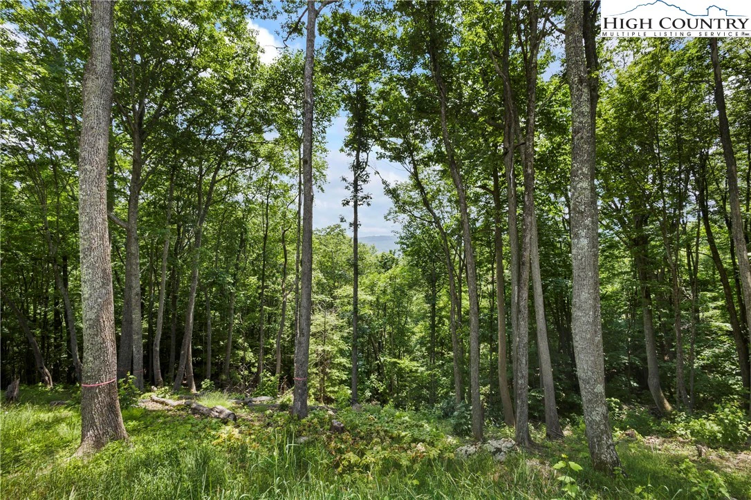 Image number 13 for the current listing
