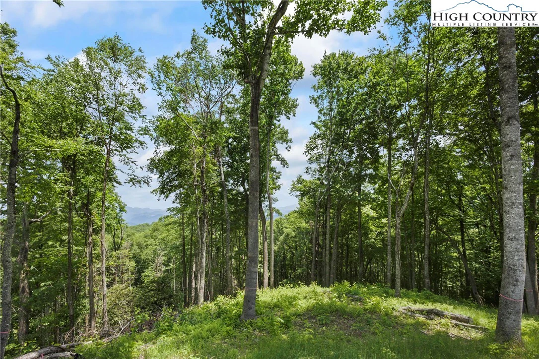 Image number 15 for the current listing