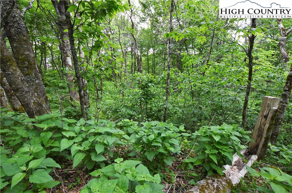 Image number 12 for the current listing